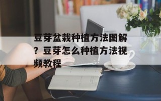 豆芽盆栽种植方法图解？豆芽怎么种植方法视频教程