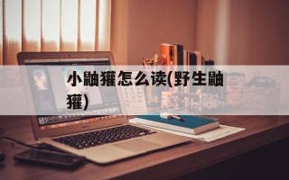 小鼬獾怎么读(野生鼬獾)
