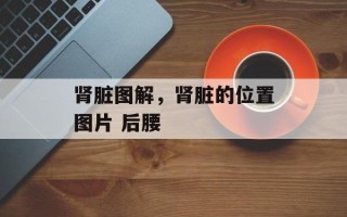 肾脏图解，肾脏的位置图片 后腰