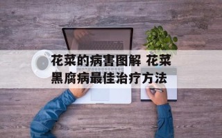 花菜的病害图解 花菜黑腐病最佳治疗方法