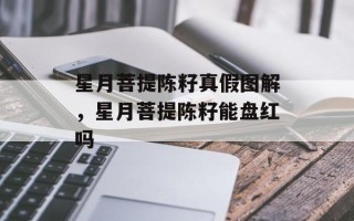 星月菩提陈籽真假图解，星月菩提陈籽能盘红吗
