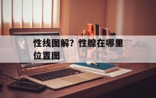 性线图解？性腺在哪里位置图