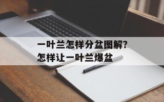 一叶兰怎样分盆图解？怎样让一叶兰爆盆