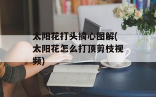 太阳花打头摘心图解(太阳花怎么打顶剪枝视频)