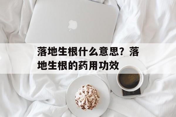 落地生根什么意思？落地生根的药用功效-第1张图片-