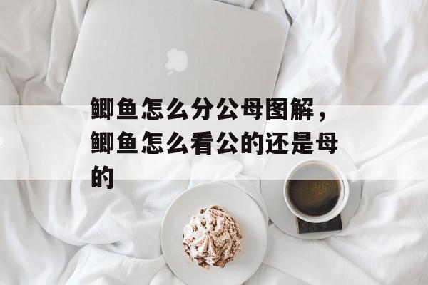 鲫鱼怎么分公母图解，鲫鱼怎么看公的还是母的-第1张图片-