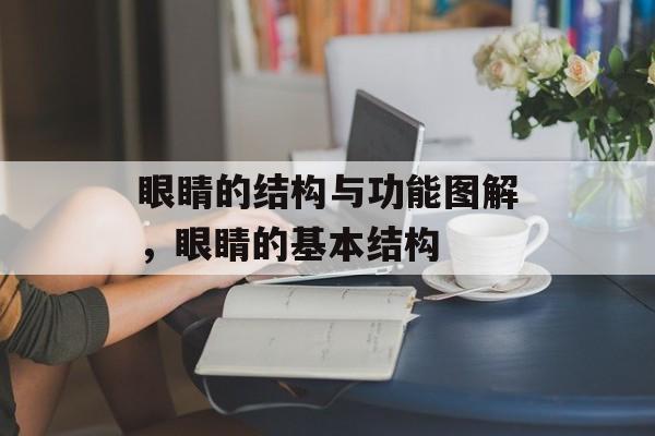 眼睛的结构与功能图解，眼睛的基本结构-第1张图片-