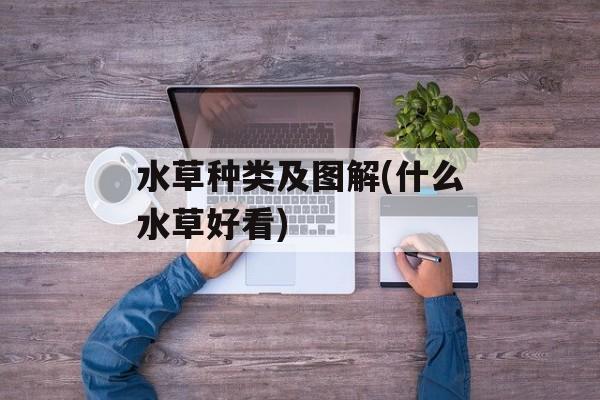 水草种类及图解(什么水草好看)-第1张图片-