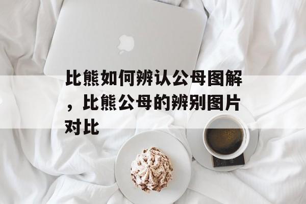 比熊如何辨认公母图解，比熊公母的辨别图片对比-第1张图片-