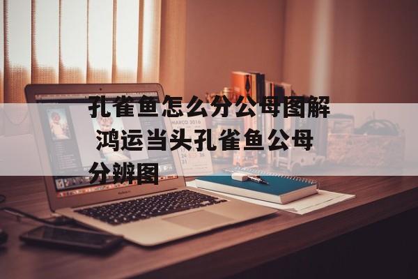 孔雀鱼怎么分公母图解 鸿运当头孔雀鱼公母分辨图-第1张图片-