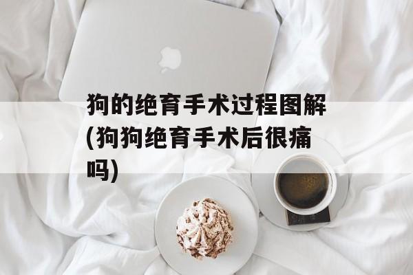 狗的绝育手术过程图解(狗狗绝育手术后很痛吗)-第1张图片-