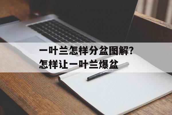 一叶兰怎样分盆图解？怎样让一叶兰爆盆-第1张图片-